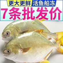 超大金鲳鱼特大号冷冻鲜活海昌鱼平鱼海鲜批发一整箱跨境包邮