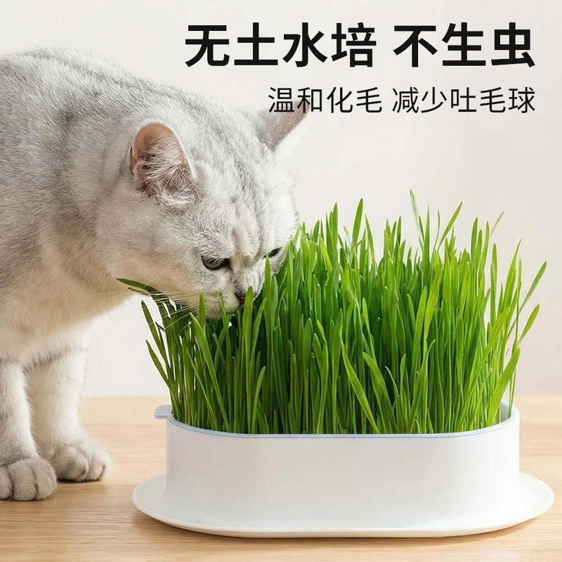 New Cat Grass Potted Plant Hydroponic Box Wheat Seeds Lazy Gardening Kit Cat Grass Soilless Hydroponic Catnip Cat Snacks