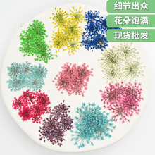 雪珠花蕾丝花干花压花批发植物标本美甲滴胶押花相框材料2000朵装