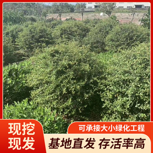 Manufacturer Supplies High-Quality Firethorn Balls, Clown Firethorn Balls, with Strong Root Systems, Suitable for Landscaping, Available in Various Specifications, Wholesale from the Base