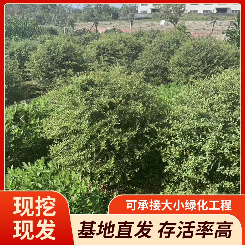 Производитель поставляет высококачественные шары из огненного шиповника, шары из огненного шиповника-клоуна с сильной корневой системой, подходящие для ландшафтного дизайна, доступны в различных спецификациях, оптом с базы.