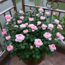 ���Ů���¼�õ�廨�������̨���㻨�ܾGֲ��ͥԺ�ļ��_���Nޱ