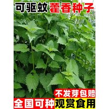 ޽Nrʳ޽ԭ~~N̨ͥԺ߲