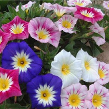 ɫNӲݱֲݻͺ׻ͥԺ̨ԻN