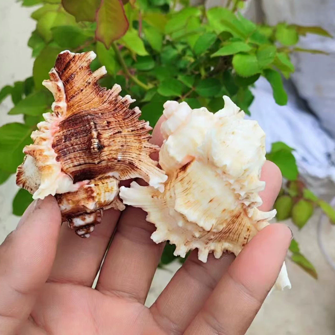 ♡Thousand-handed snail natural conch shell hermit crab replacement shell aquarium fish tank landscaping conch shell window display