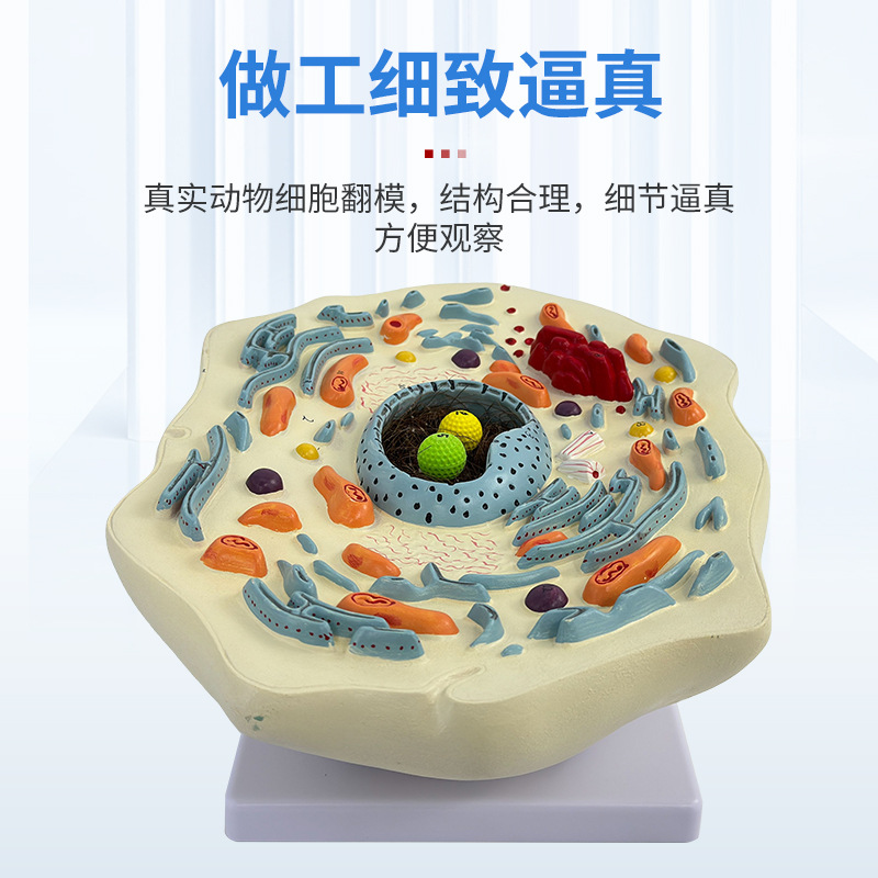 ����ֲ��ϸ��ģ����΢�ṹ����ģ������ϸ��Ĥϸ����ϸ����������