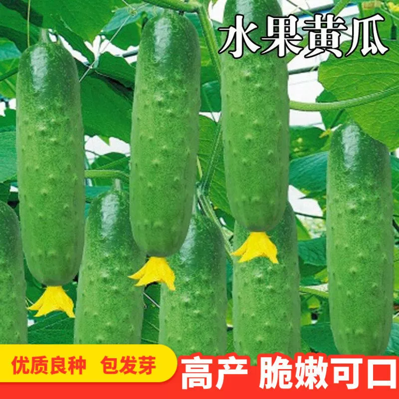 Семена фруктовых огурцов Высокоурожайная стойка для прессования Четыре сезона Весна и осень Семена огурцов Сухие семена Теплица Балкон Семена овощей