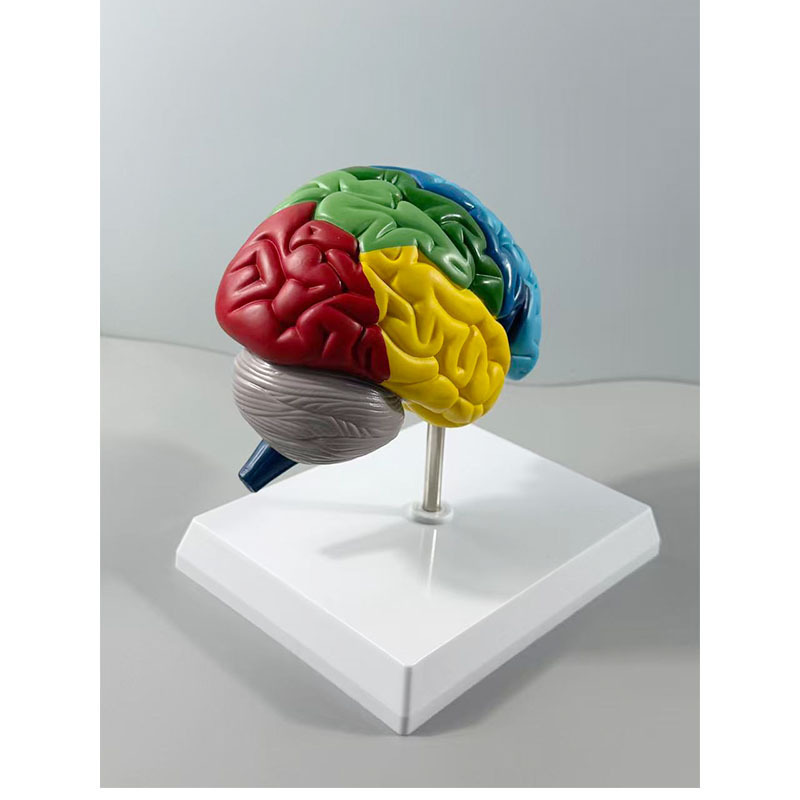 Production of Human Skeleton Anatomy 1:1 Right Hemisphere Brain Functional Area Anatomy Human Brain Model Medical Teaching