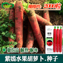 ����ˮ�����}���N�� �ˈ@�̨���ԷNֲ�tƤ�t�����ˮ�����}����