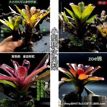 凤梨凤梨附生琳植物爬虫五彩水草达水陆陆生缸缸常用生态雨林积水