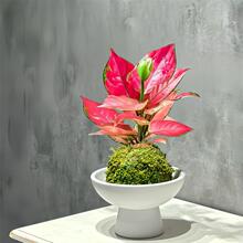 �����ț�\�����⻨ϲ��k���҃ȾGֲС������������  �����՚�