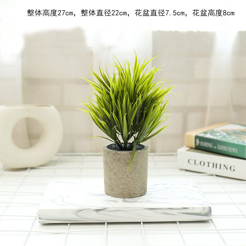 Lotus color 2792 planta verde en maceta ☆