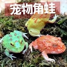 ���l���܌������ܾW�t���ܾG���S������Ϲ�ԭɫ���l