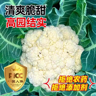 �F�����r�������ϵ�������� �r��ֱ��֧�ִ��l�߲˷N��؛Դ