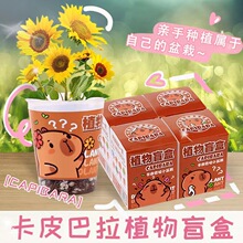 晓梦创意植物盲盒小盆栽儿童幼儿园种植花卉种子桌面绿植盆栽批发