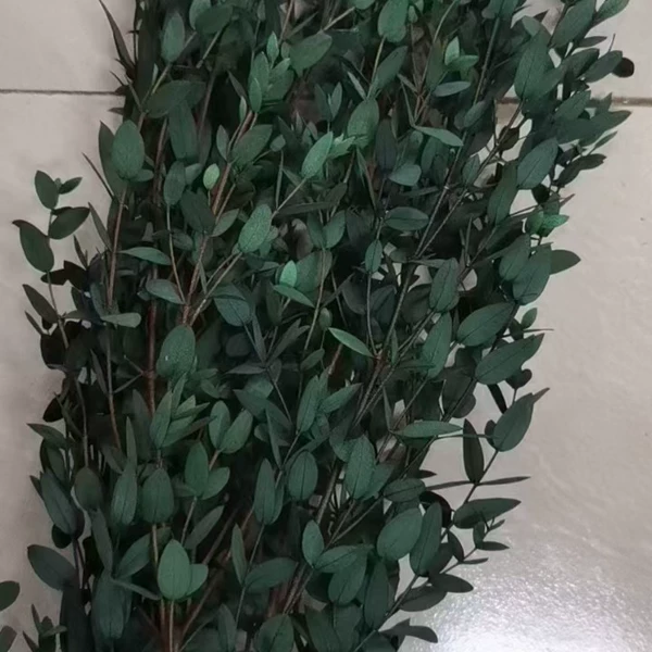 [绿色细尤加利叶]