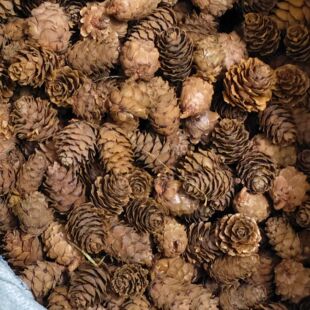 50���b�ɹ����~�ɸɻ�С�ɹ��}�Q�b������1.5-3����