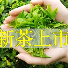 【叶动力】茶叶绿茶2023毛尖绿茶新茶恩施硒茶高山绿茶富硒浓香型