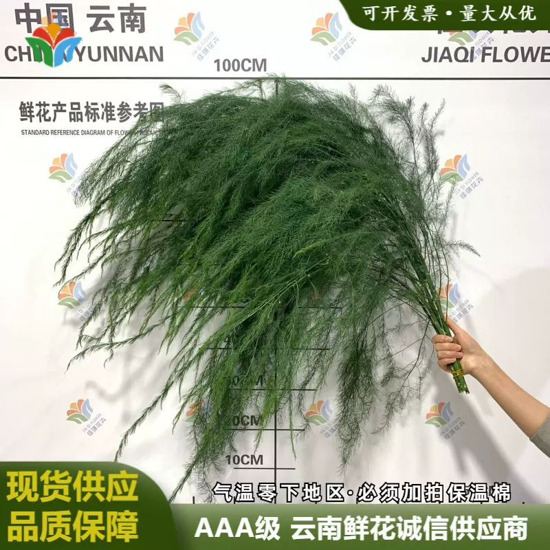 新鲜芦荀草叶材鲜花户外婚庆森系婚礼布置花材DIY龙须草拍摄道具