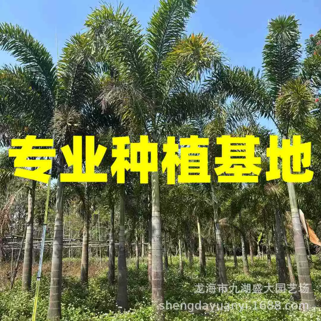 Оптовая продажа кокосов с лисьим хвостом из Цзянси, кокосы с лисьим хвостом из Гуандуна, кокосы с лисьим хвостом из Чжэцзяна, кокосовые деревья из Хайнаня