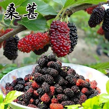 水果桑葚种子春秋 樱桃种子车厘子桑葚树果桑马桑桑枣树籽桑叶树