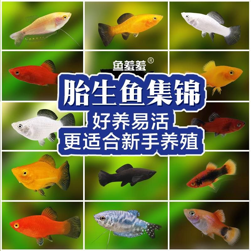 Liparocara Regale, Guppy, Black玛丽鱼, Golden Ball Mary, Tropical Fish, Ornamental Fish, Pet Fish, Kissing Lili