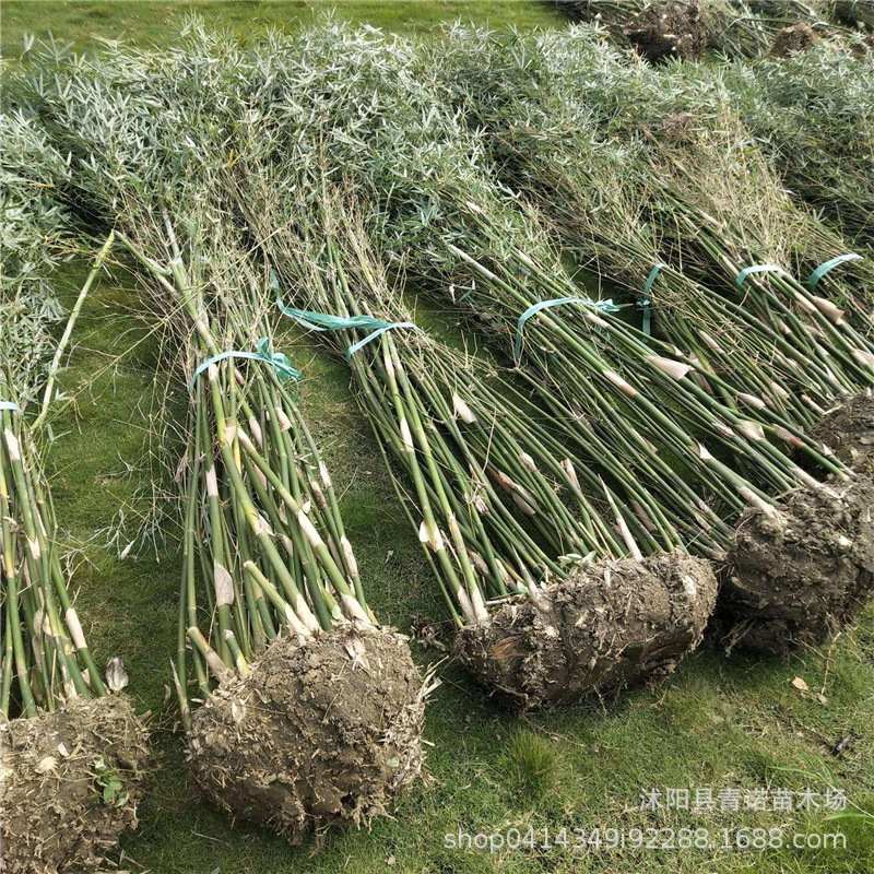 苗圃直销慈孝竹苗 竹类植物 绿化苗 工程苗 各类工程竹苗大量供应