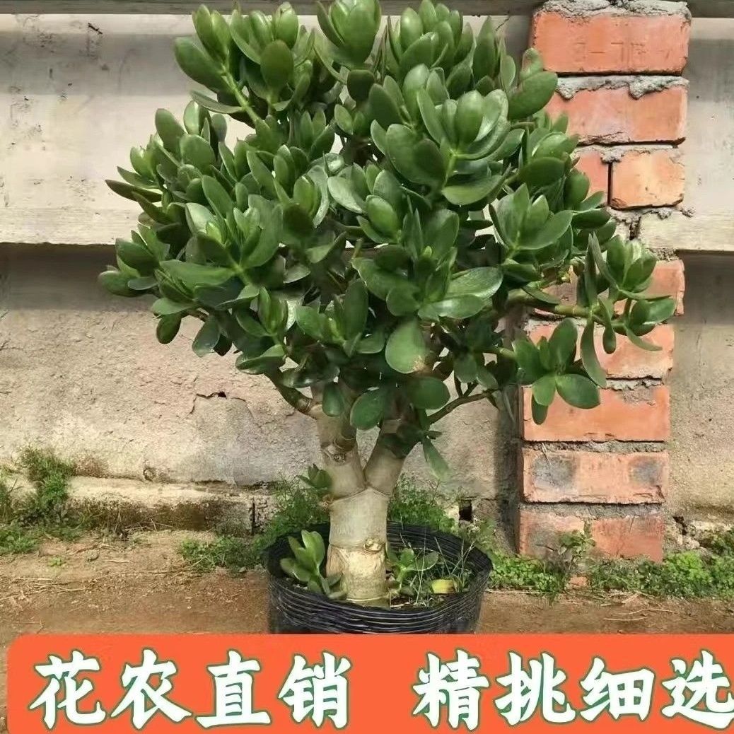 大叶玉树盆栽阳台室内绿植办公室花卉多肉植物燕子掌金枝玉叶盆栽
