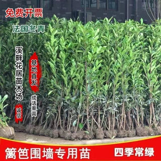 批发法国冬青苗冬青树庭院篱笆墙四季常青绿树苗街道绿化观赏绿植
