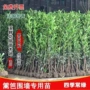 法国庭院绿化观赏篱笆墙