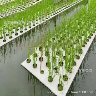 Aerosol cultivation planting board high density hydroponic foam board fish and vegetable symbiosis planting board open EVA board manufacturers