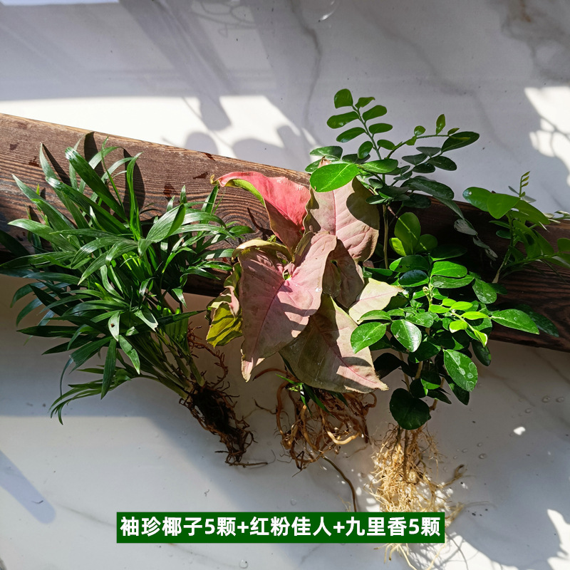 식물조합 1 토양재배 또는 수경재배