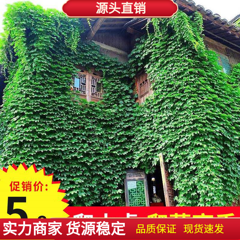 爬山虎籽种子爬藤植物四季庭院室外爬墙花卉藤蔓植物爬墙虎树苗