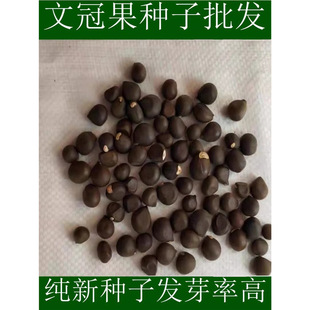 �Ĺڹ��N�ӈ@�־G�������÷N��ľ����������^�p��ľ���Ϙ�N��