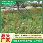 生态修复耐盐碱植被草花组合花种籽耐寒耐旱野花组合花卉种子批发
