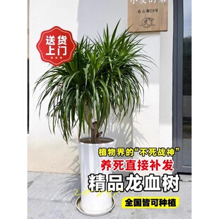 ��Ѫ��͏d�Gֲ���Զ��^��횘��F������Gֲ�҃���ش����Ϙ�����
