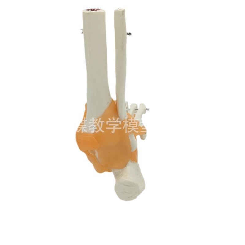 ���˽��ƹؽڹ���ģ�� 1:1�Ź�ģ��ҽѧ�̾� ���ʹ���ѧģ��