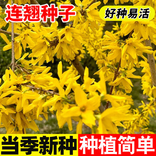 连翘种子药用中药材连翘林木树苗种籽多年生景观绿化工程观叶种子-阿里巴巴