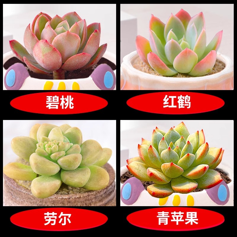 비타오 + 레드 크레인 + 라울 + 그린 애플