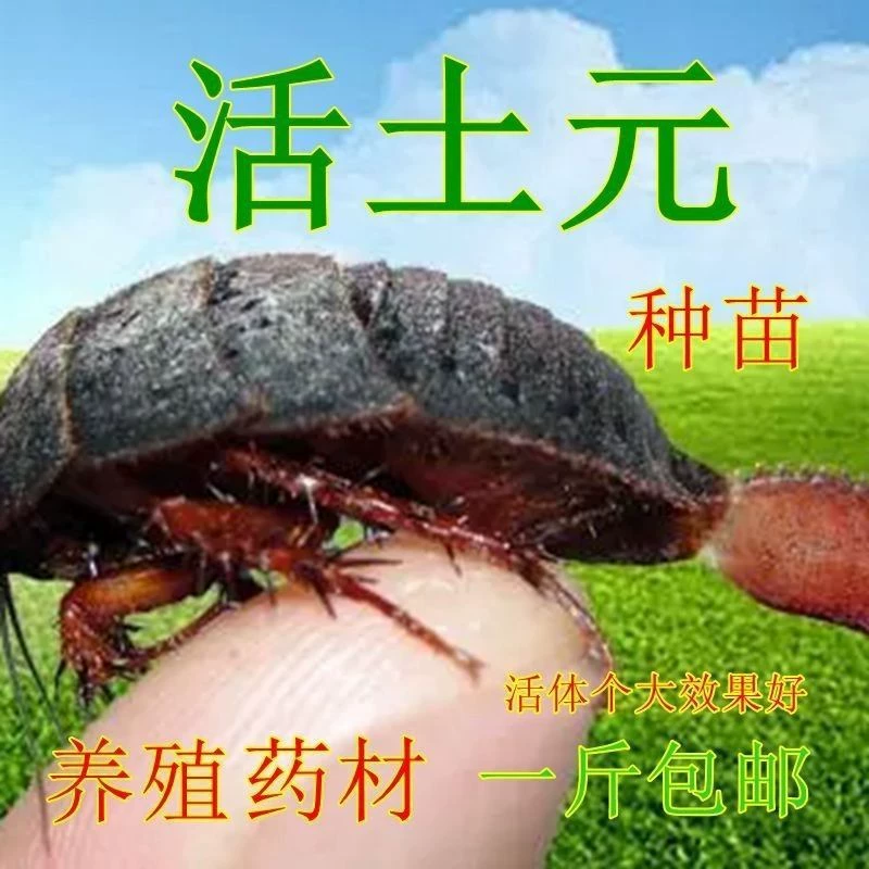 Практическая технология разведения Tuoyuan, личинки яиц Tuoyuan, саженцев яиц Tuoyuan, саженцев почвы, саженцев живой насекомых Tuoyuan, искусственные