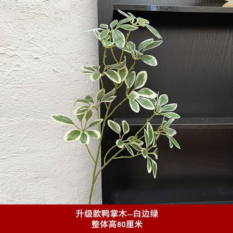 업그레이드된 오리발 나무 - 흰색과 녹색