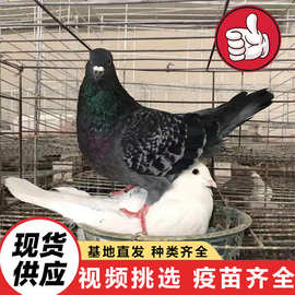 纯种元宝鸽大体型鸽子活体 公园广场喂养鸽 出售观赏鸽广场鸽价格