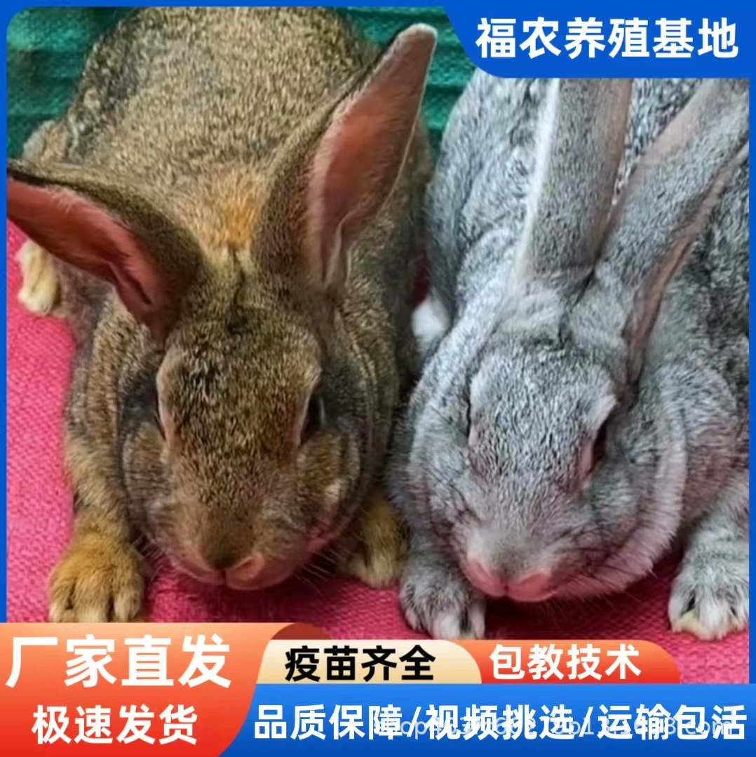 Бельгийские кролики, подходящие для разведения в северных и южных регионах, устойчивые к экстремальным холодам и жаре, оптовая продажа от производителей, высококачественные домашние животные.