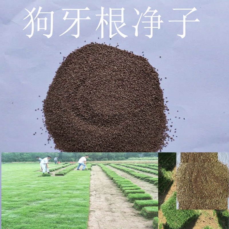 脱壳子狗牙根种子