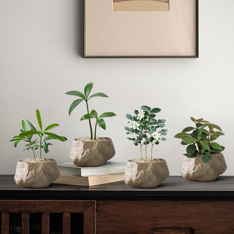 Podocarpus Mini Potted Creative Green Plant Indoor Living Room Desktop Desk Florals Evergreen and Easy to Maintain All Year Round