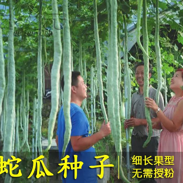 Семена змеиной фасоли Семена змеиной дыни Рассада Устойчивые к болезням Декоративные съедобные семена змеиной фасоли в горшке весной, летом и осенью