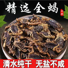 十足全干全虫蝎子干中药材100g清水全蝎干钳蝎整条全蝎干蜈蚣水蛭