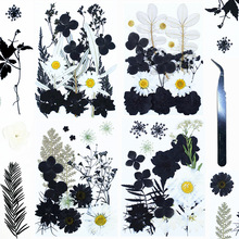 水墨黑白干花压花  亚马逊热卖跨境Pressed Flower押花 植物标本