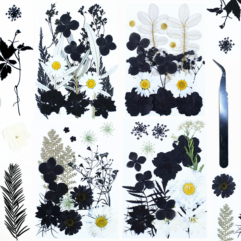 水墨黑白干花压花  亚马逊热卖跨境Pressed Flower押花 植物标本