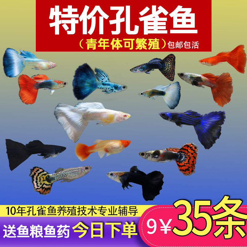 孔雀鱼纯种观赏鱼小型淡水好养热带鱼活体清道夫金鱼小鱼鱼苗